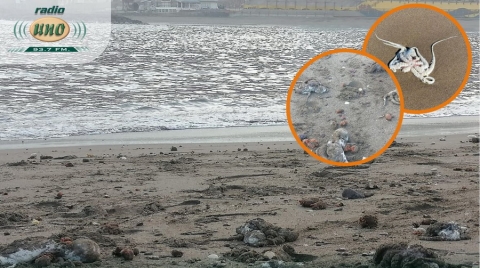 Varazón de pulpos en la costa de Arica